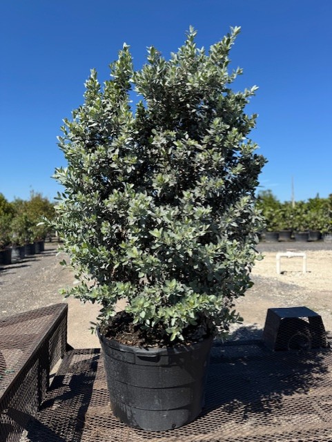 conocarpus-erectus-sericeus-silver-buttonwood
