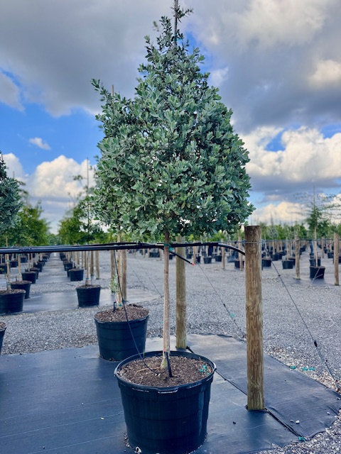 conocarpus-erectus-sericeus-silver-buttonwood