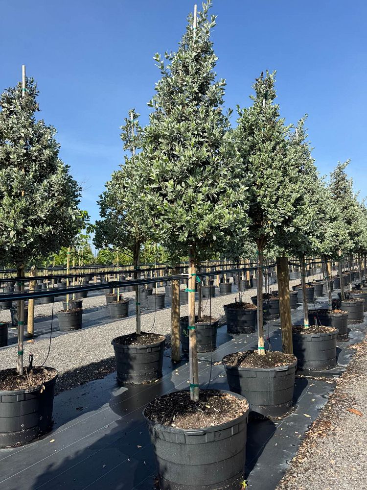 conocarpus-erectus-sericeus-silver-buttonwood