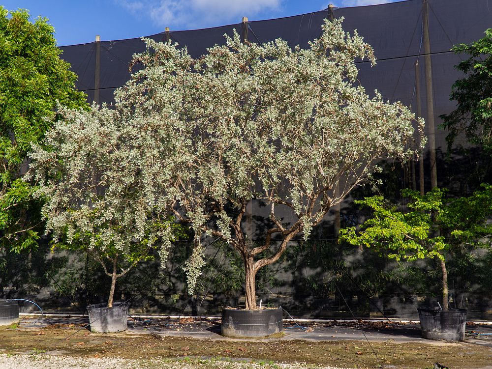 conocarpus-erectus-sericeus-silver-buttonwood