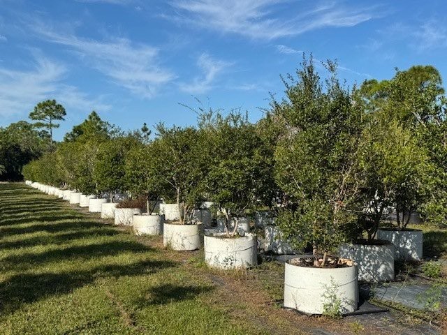 conocarpus-erectus-sericeus-silver-buttonwood