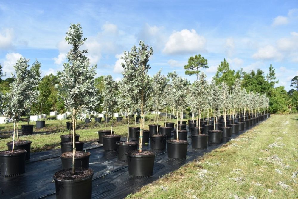 conocarpus-erectus-sericeus-silver-buttonwood