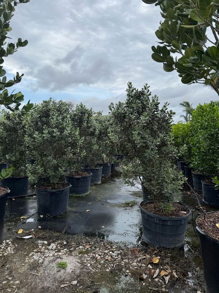 conocarpus-erectus-sericeus-silver-buttonwood