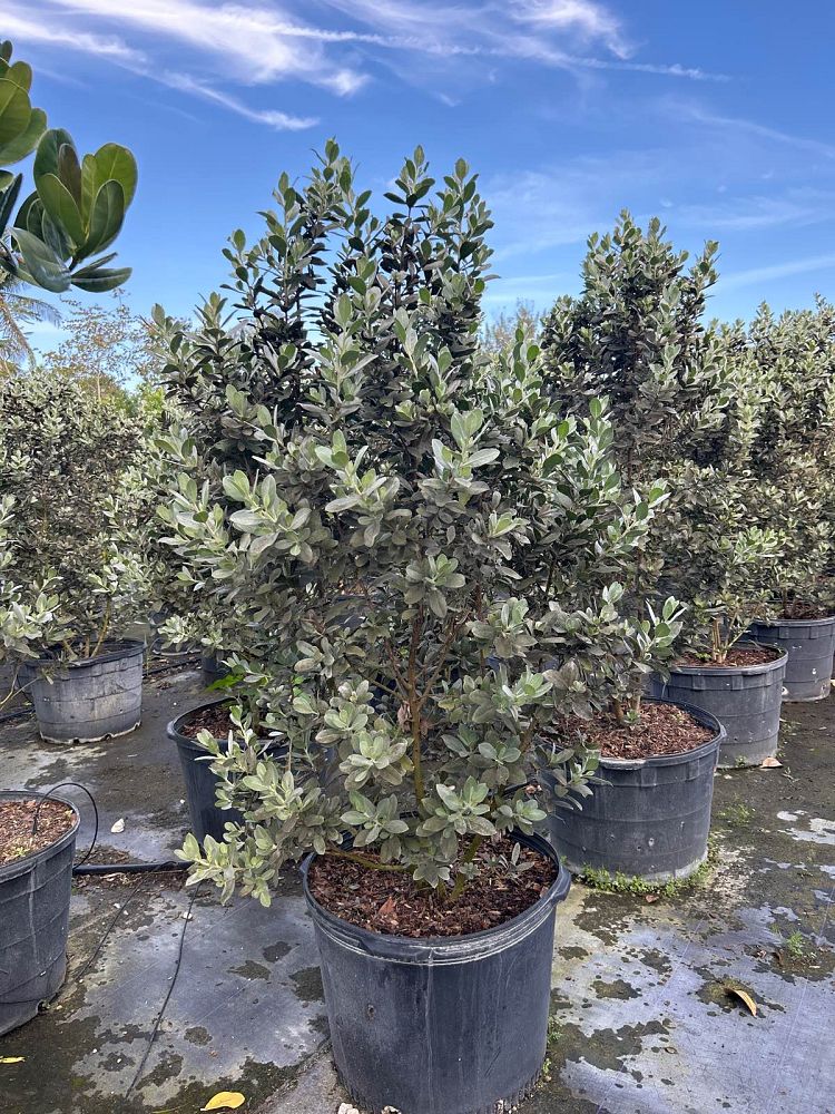 conocarpus-erectus-sericeus-silver-buttonwood