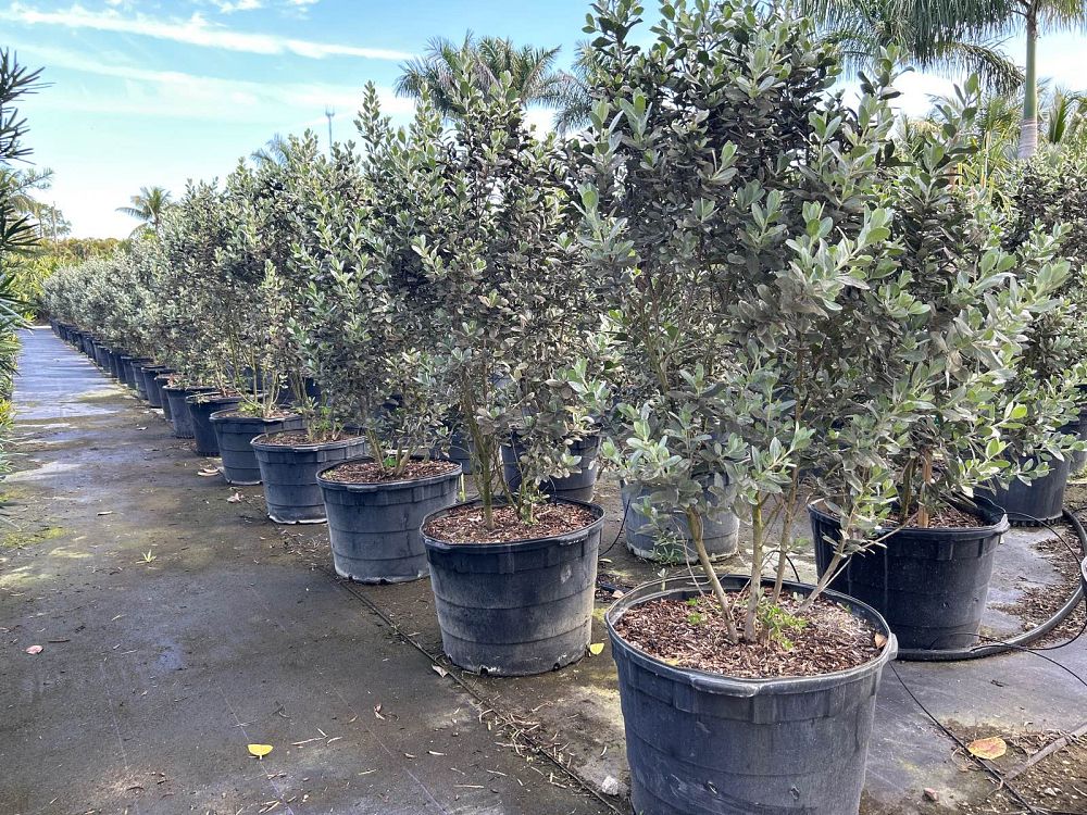 conocarpus-erectus-sericeus-silver-buttonwood
