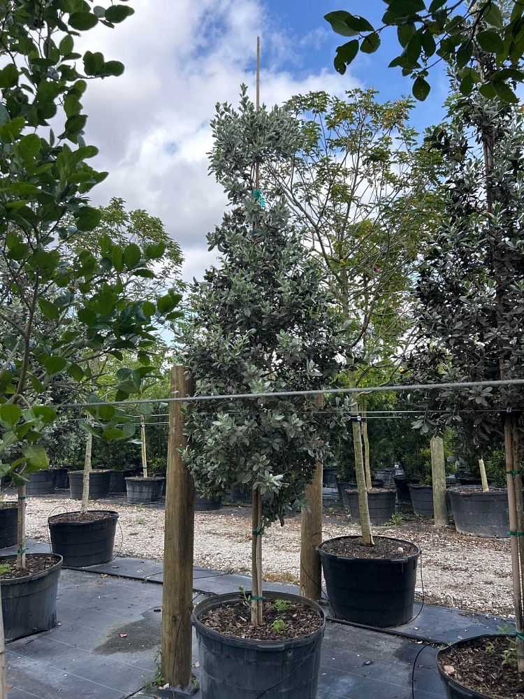 conocarpus-erectus-sericeus-silver-buttonwood