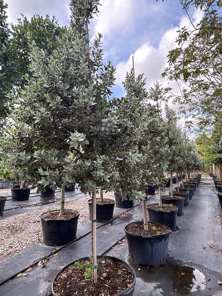conocarpus-erectus-sericeus-silver-buttonwood