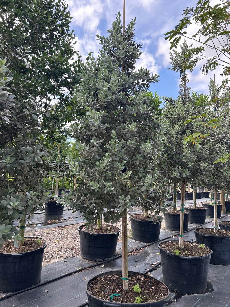 conocarpus-erectus-sericeus-silver-buttonwood