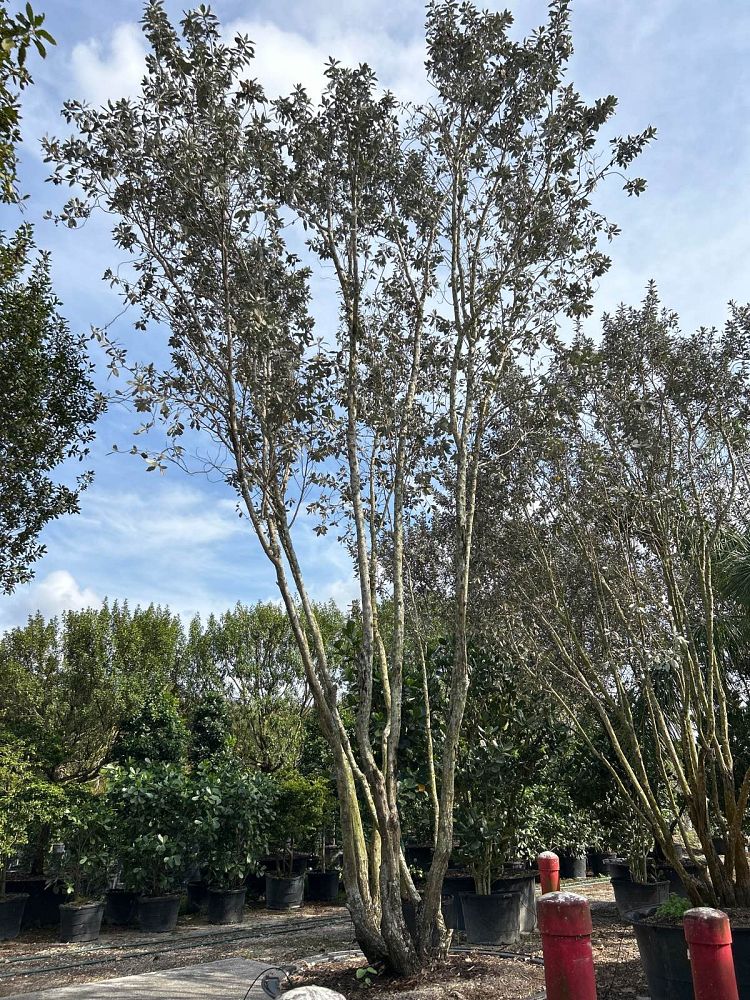 conocarpus-erectus-sericeus-silver-buttonwood