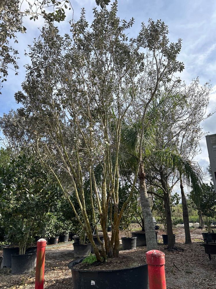 conocarpus-erectus-sericeus-silver-buttonwood