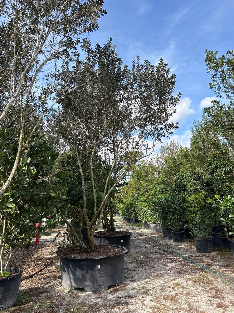 conocarpus-erectus-sericeus-silver-buttonwood