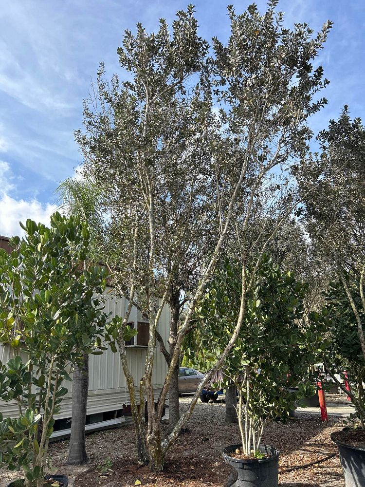conocarpus-erectus-sericeus-silver-buttonwood
