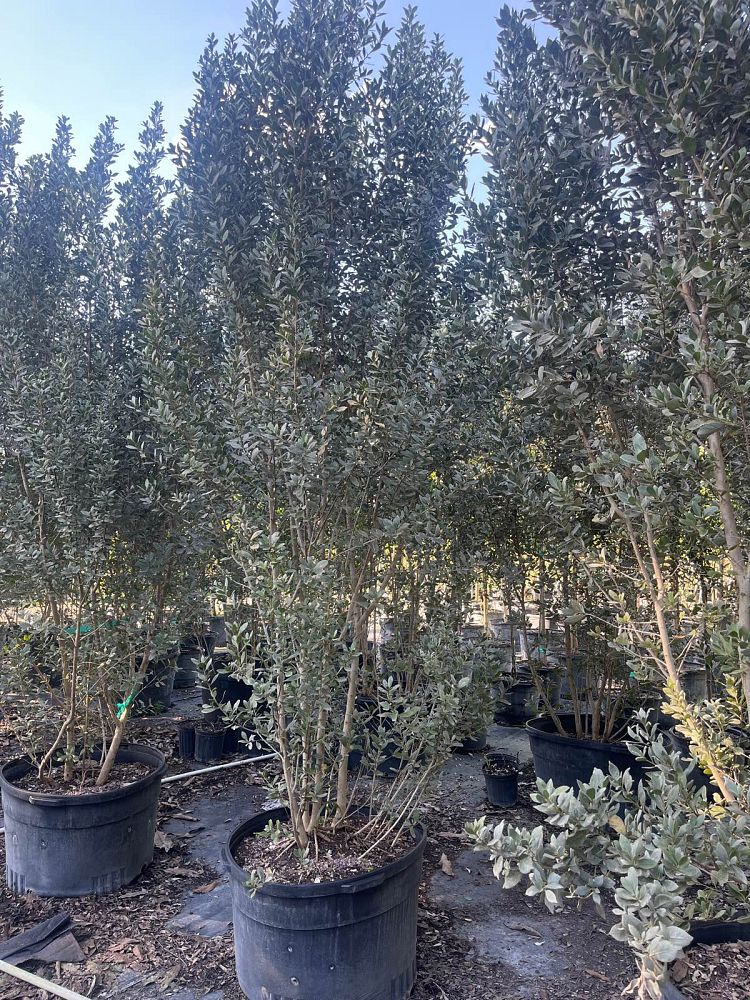 conocarpus-erectus-sericeus-silver-buttonwood