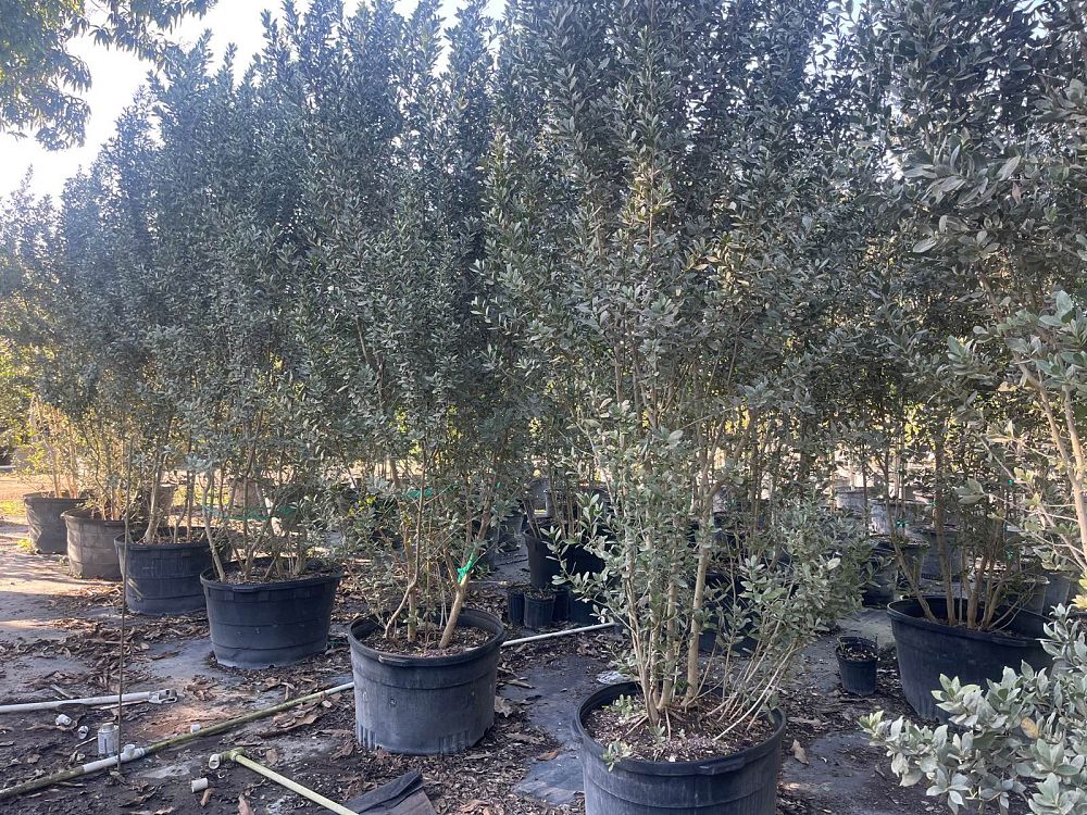 conocarpus-erectus-sericeus-silver-buttonwood