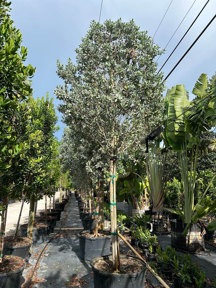 conocarpus-erectus-sericeus-silver-buttonwood
