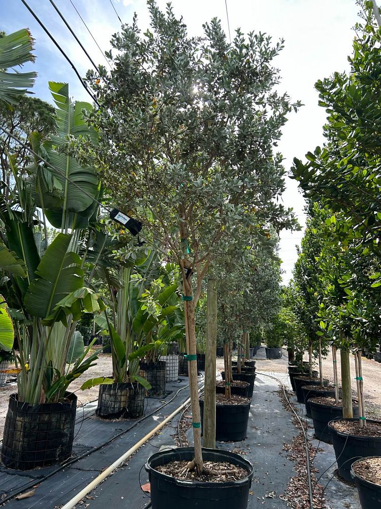 conocarpus-erectus-sericeus-silver-buttonwood