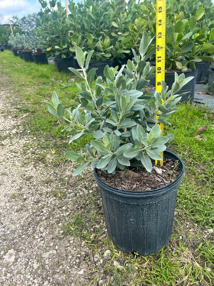 conocarpus-erectus-sericeus-silver-buttonwood