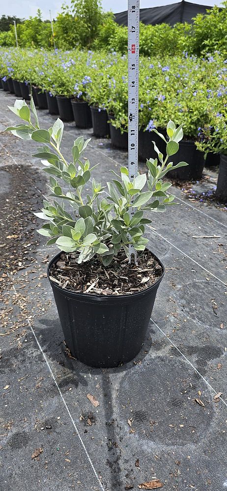 conocarpus-erectus-sericeus-silver-buttonwood