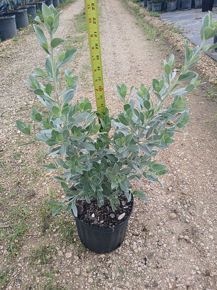 conocarpus-erectus-sericeus-silver-buttonwood