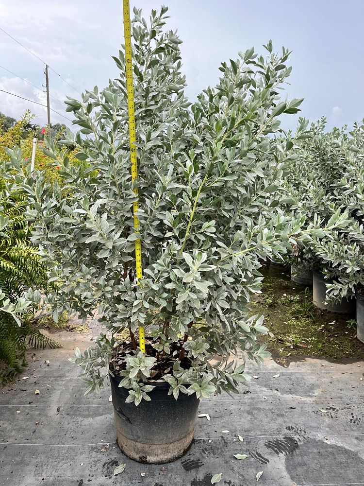 conocarpus-erectus-sericeus-silver-buttonwood