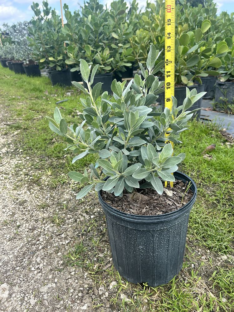 conocarpus-erectus-sericeus-silver-buttonwood