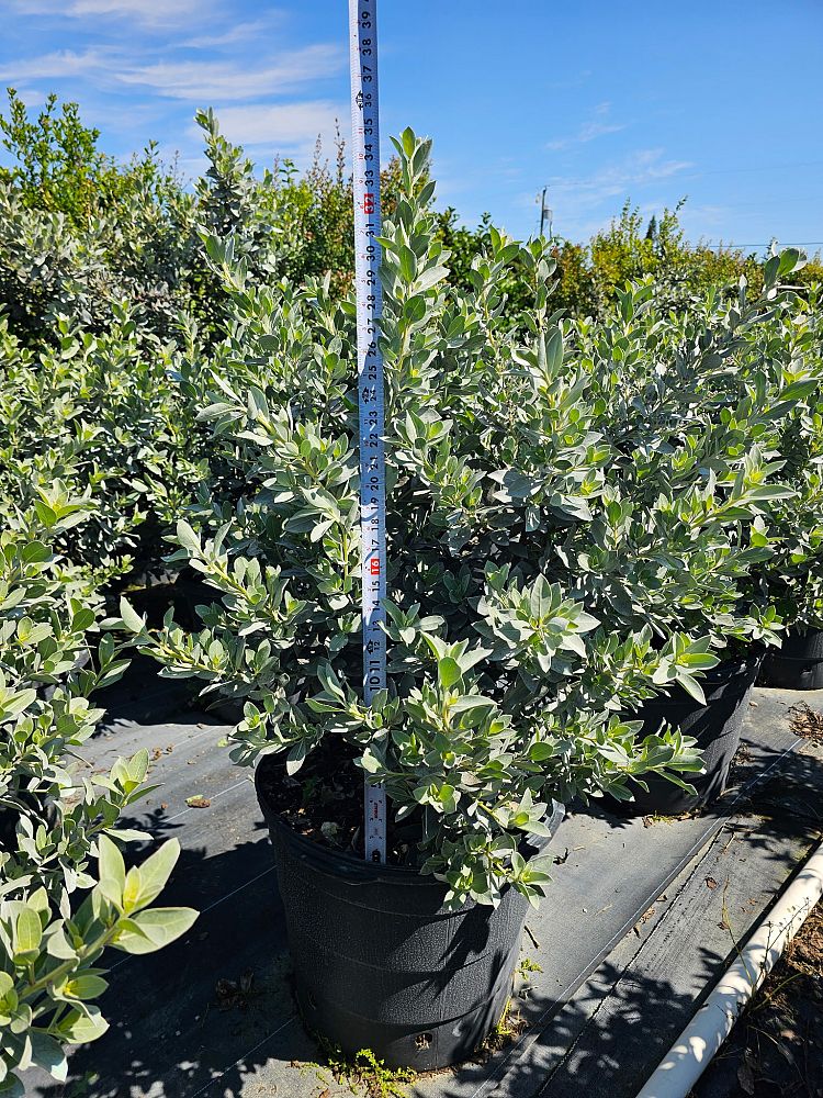 conocarpus-erectus-sericeus-silver-buttonwood