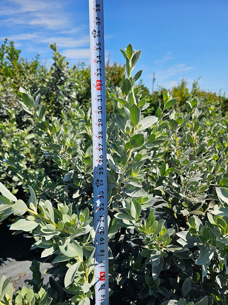 conocarpus-erectus-sericeus-silver-buttonwood