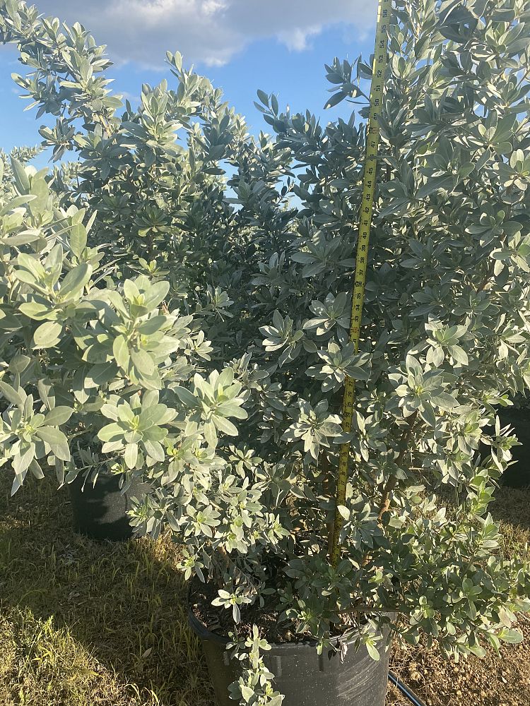 conocarpus-erectus-sericeus-silver-buttonwood