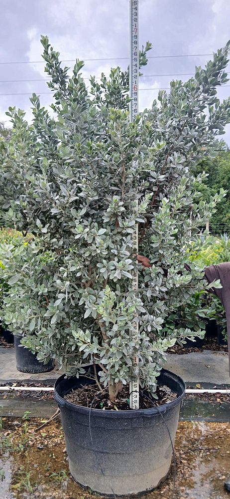 conocarpus-erectus-sericeus-silver-buttonwood