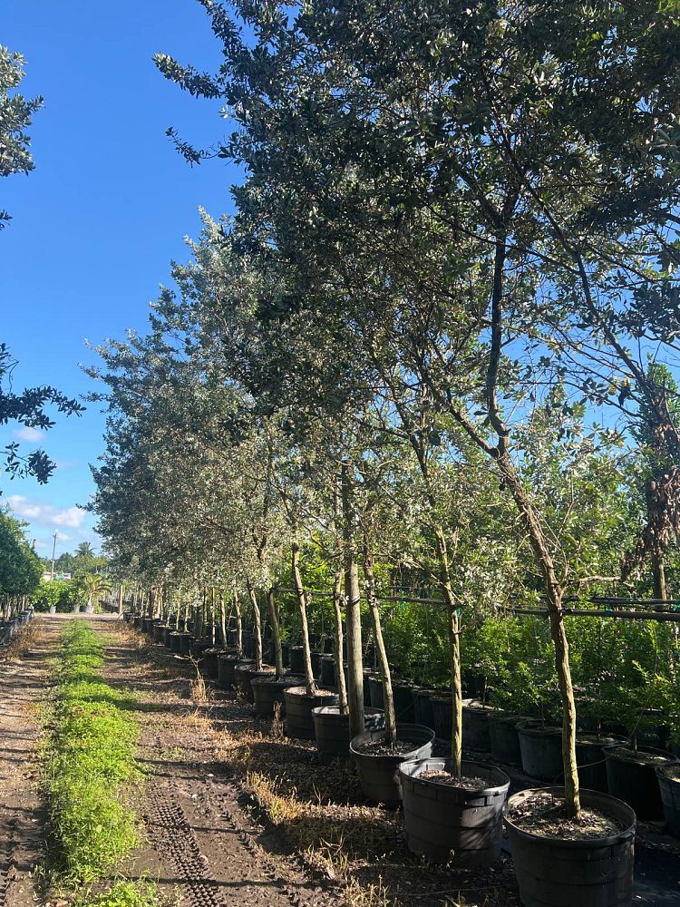 conocarpus-erectus-sericeus-silver-buttonwood