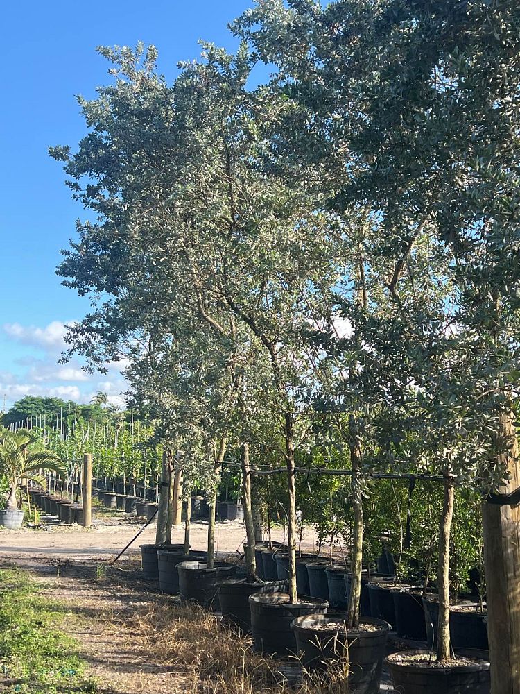 conocarpus-erectus-sericeus-silver-buttonwood