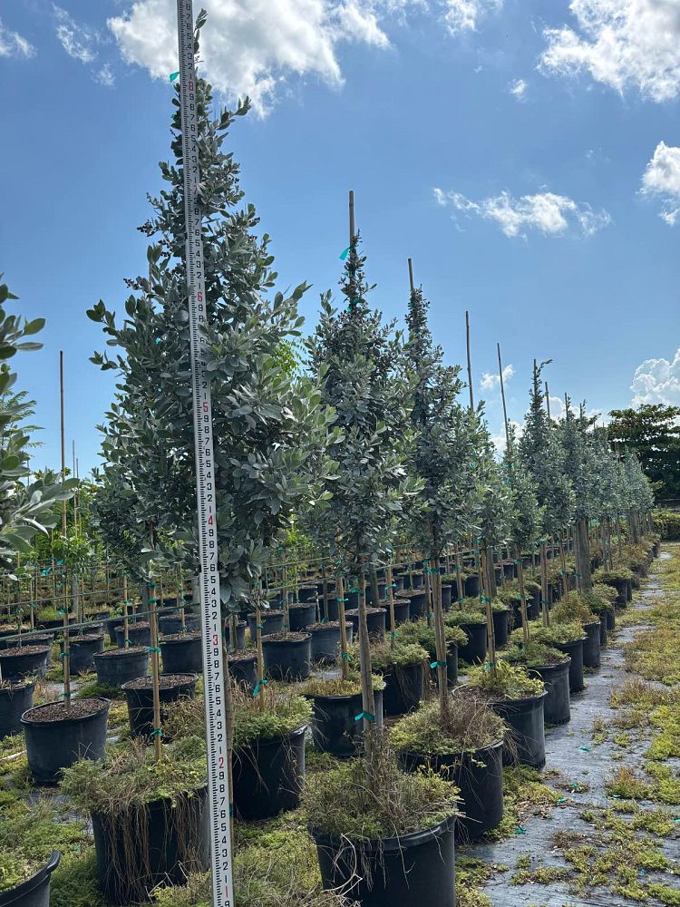 conocarpus-erectus-sericeus-silver-buttonwood
