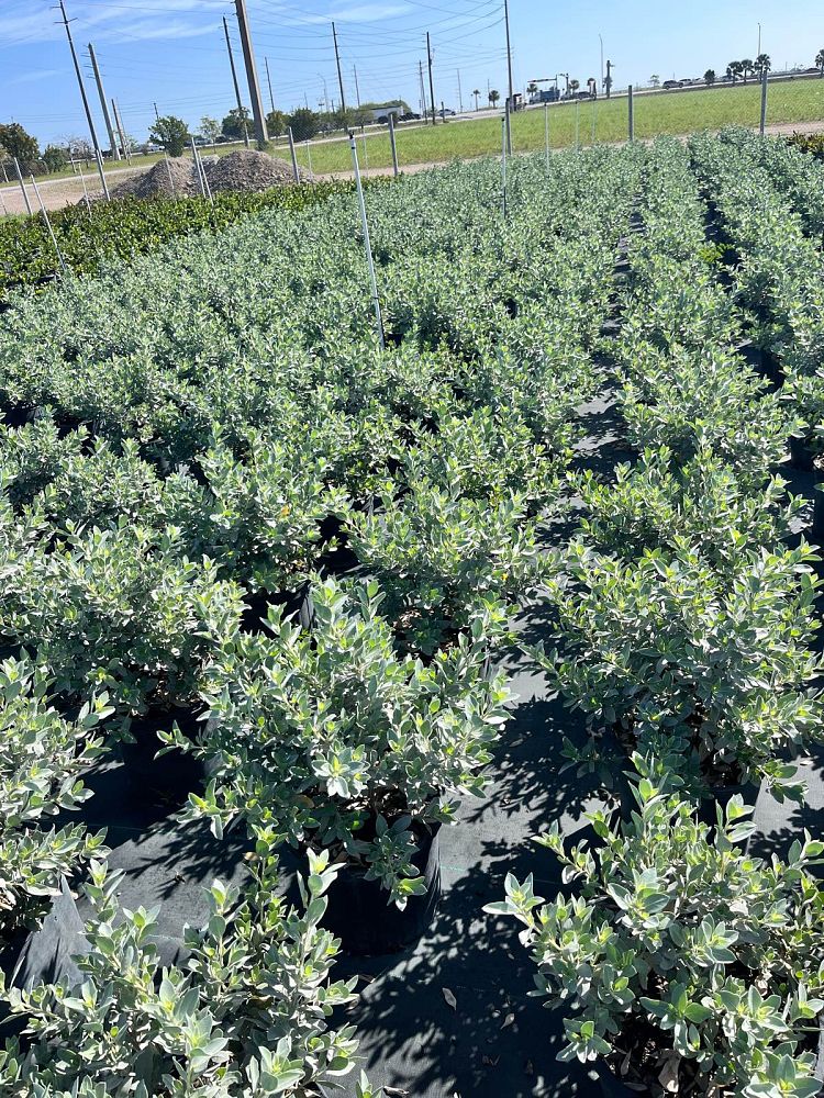 conocarpus-erectus-sericeus-silver-buttonwood