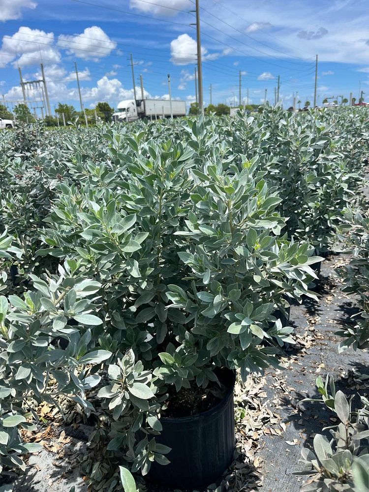 conocarpus-erectus-sericeus-silver-buttonwood