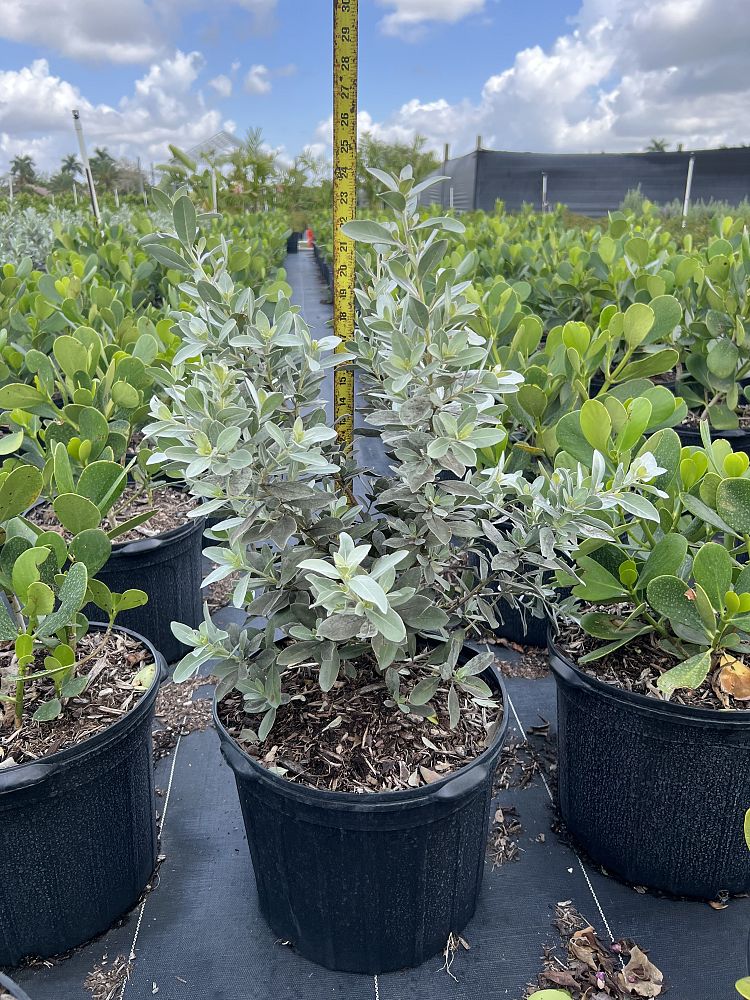 conocarpus-erectus-sericeus-silver-buttonwood