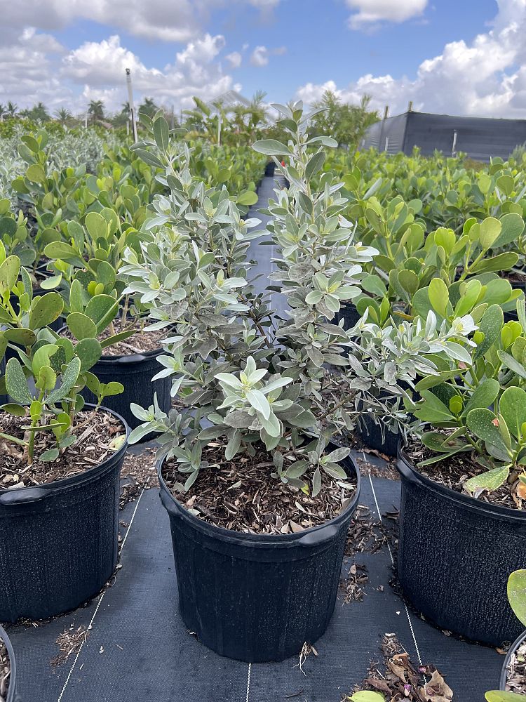 conocarpus-erectus-sericeus-silver-buttonwood