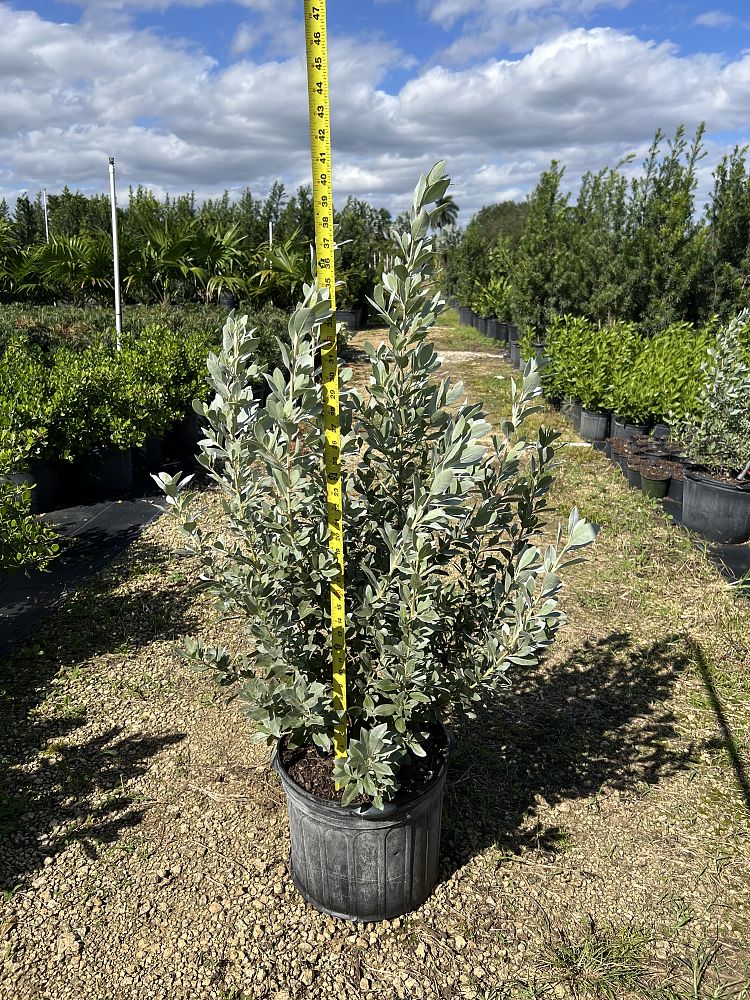 conocarpus-erectus-sericeus-silver-buttonwood