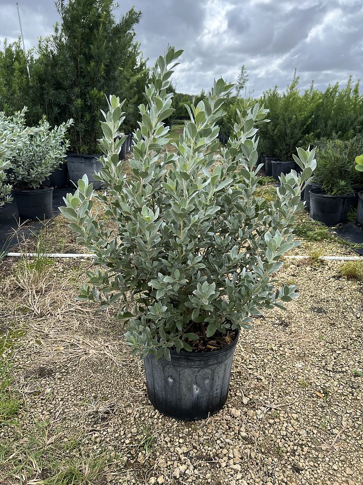 conocarpus-erectus-sericeus-silver-buttonwood