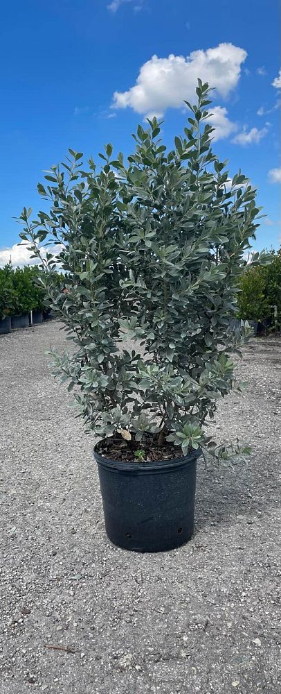 conocarpus-erectus-sericeus-silver-buttonwood