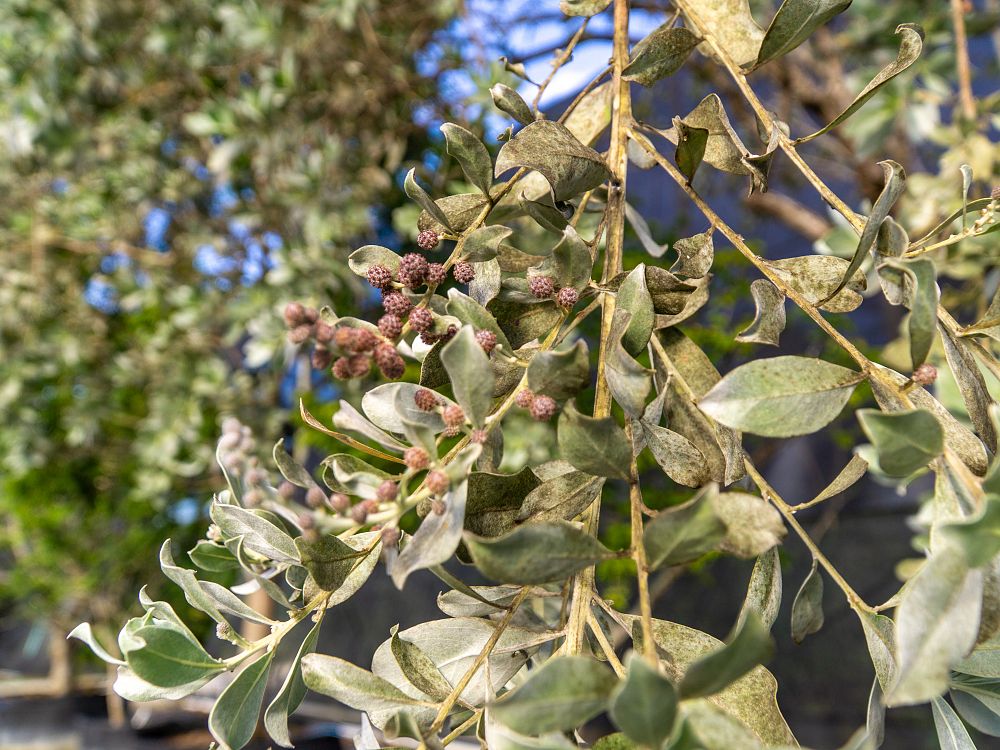 conocarpus-erectus-sericeus-silver-buttonwood