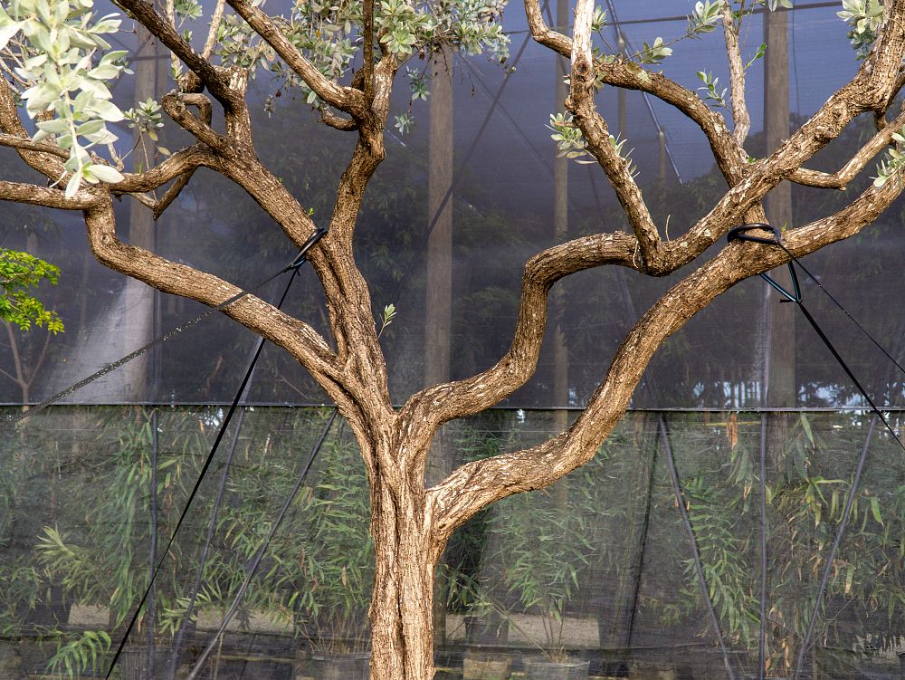 conocarpus-erectus-sericeus-silver-buttonwood