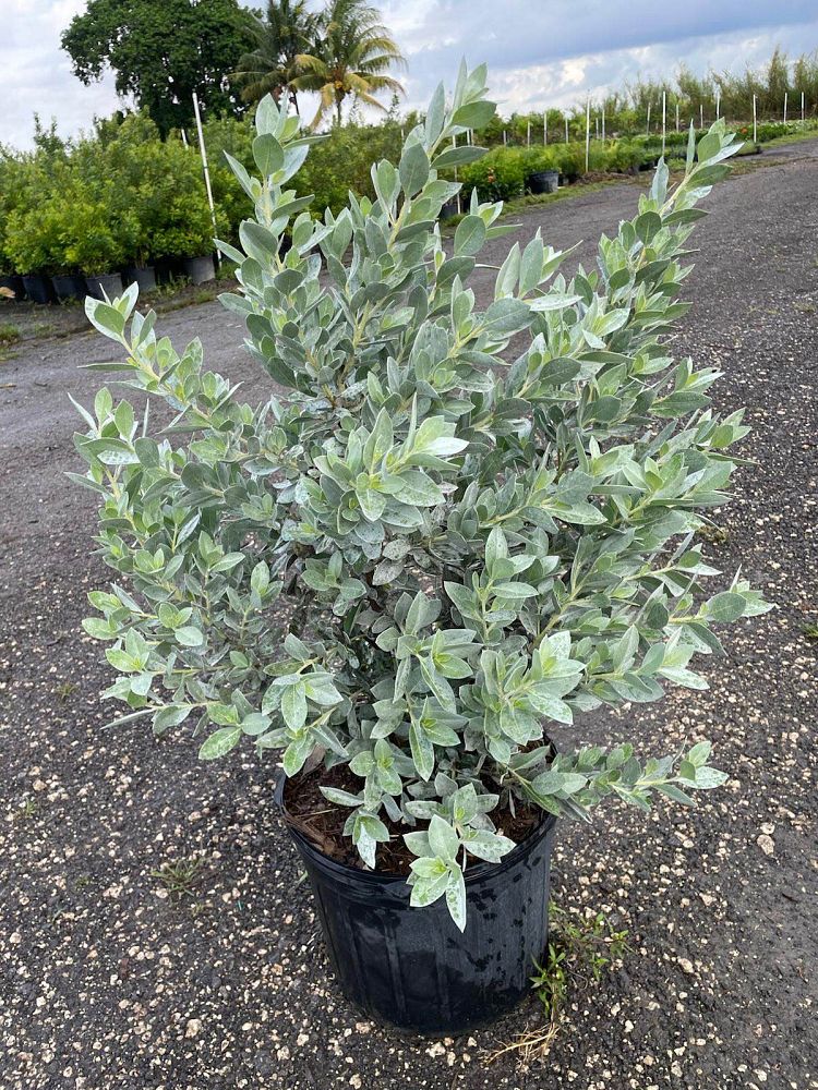 conocarpus-erectus-sericeus-silver-buttonwood