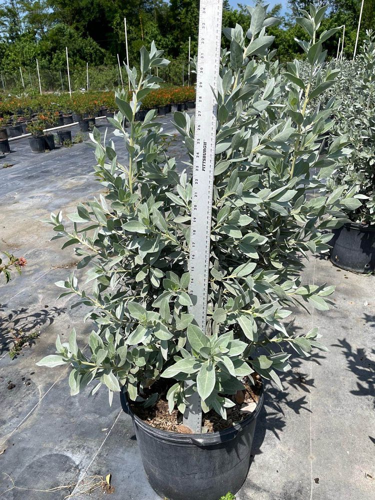 conocarpus-erectus-sericeus-silver-buttonwood