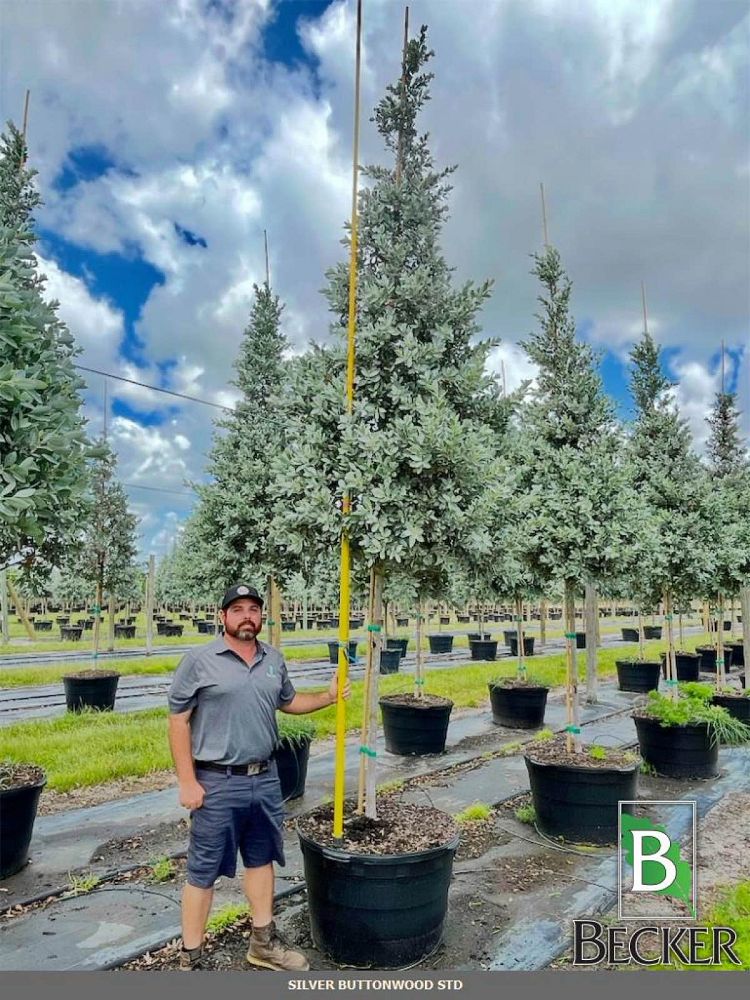 conocarpus-erectus-sericeus-silver-buttonwood