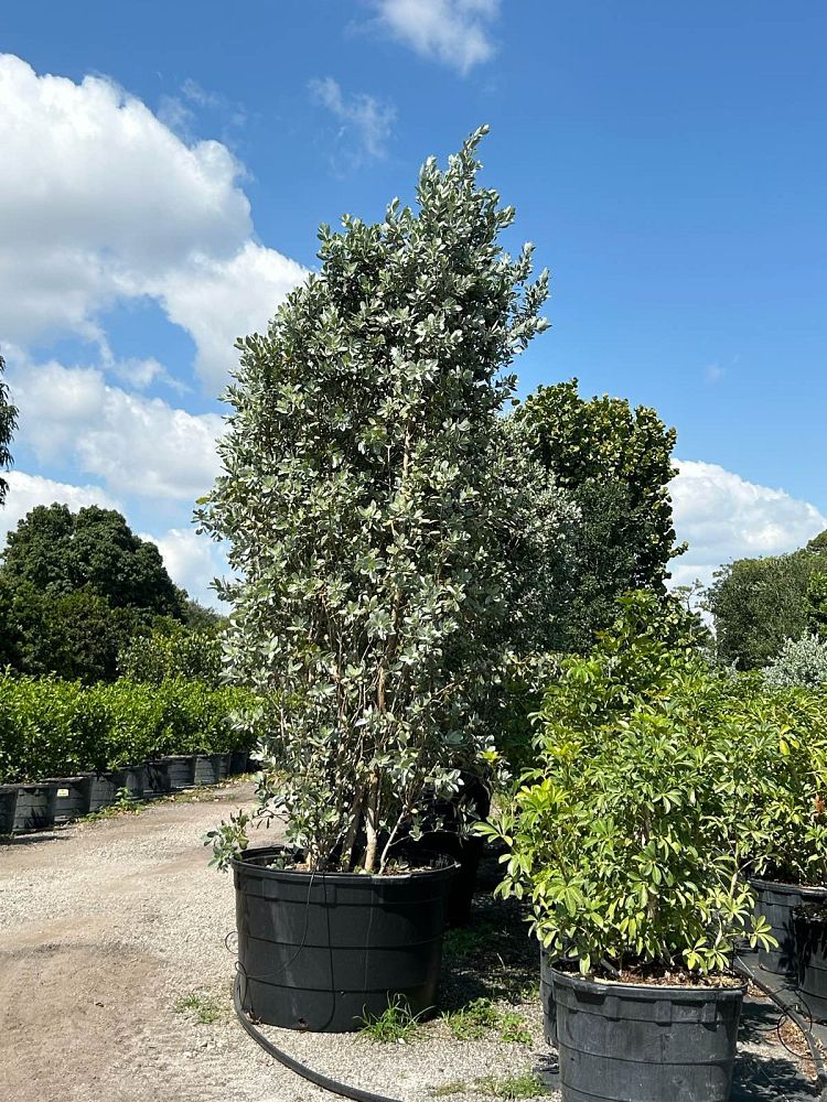 conocarpus-erectus-sericeus-silver-buttonwood