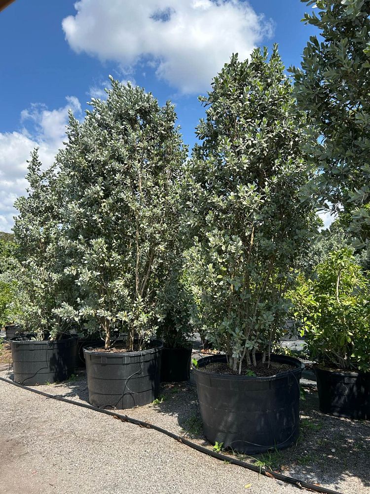 conocarpus-erectus-sericeus-silver-buttonwood