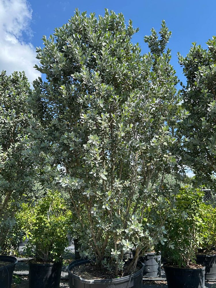 conocarpus-erectus-sericeus-silver-buttonwood