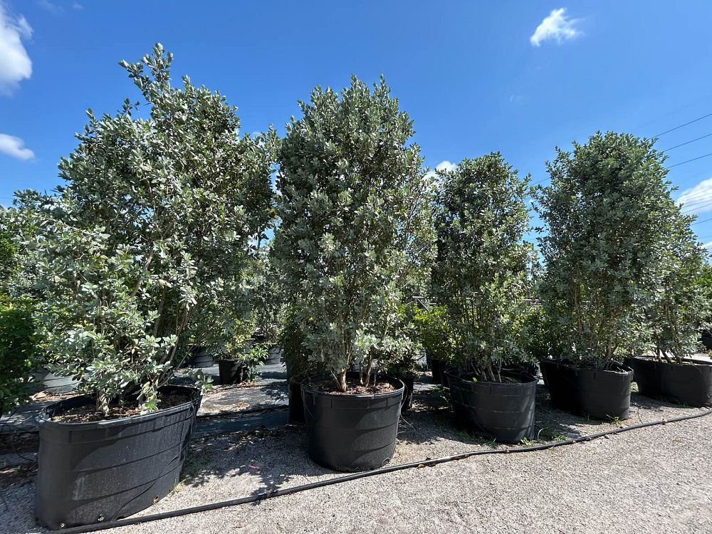 conocarpus-erectus-sericeus-silver-buttonwood