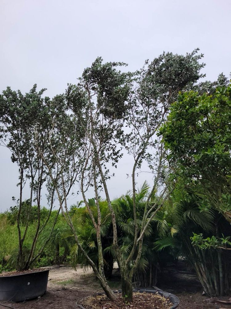 conocarpus-erectus-sericeus-silver-buttonwood