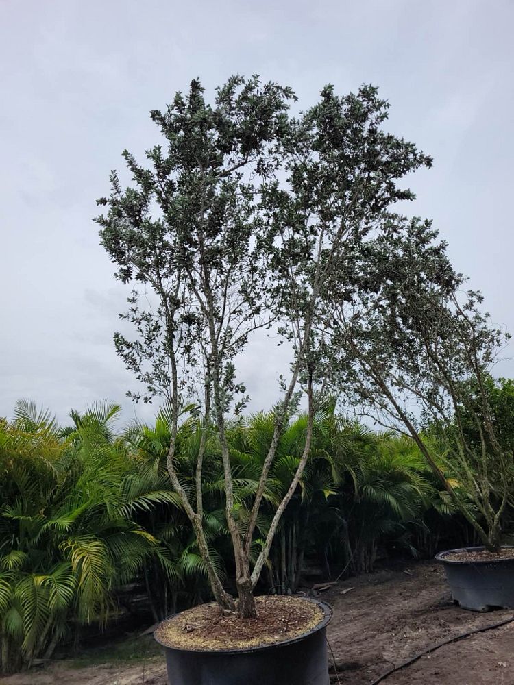 conocarpus-erectus-sericeus-silver-buttonwood